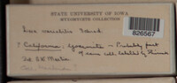 Image Associated With the Occurence